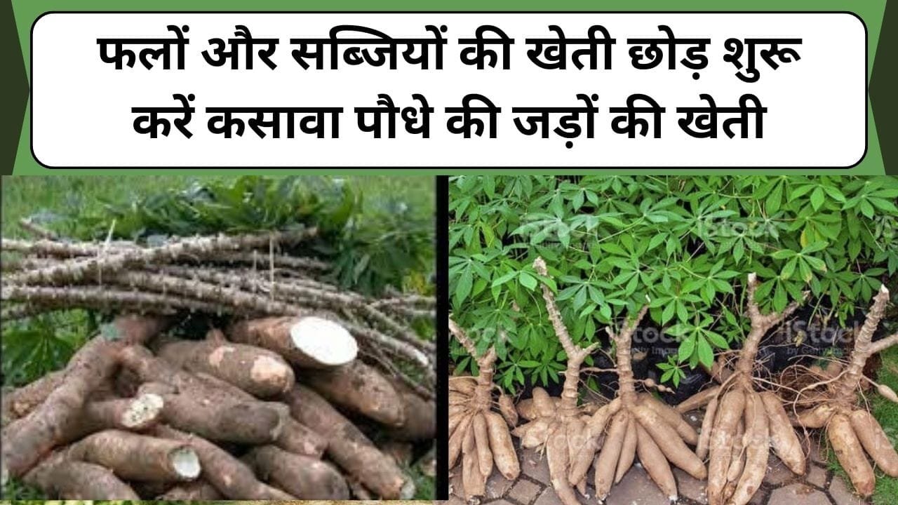 फलों और सब्जियों की खेती छोड़ शुरू करें कसावा पौधे की जड़ों की खेती, आसानी से कमाएं 5-7 लाख रुपये, जानें कसावा पौधे की खेती के बारे में