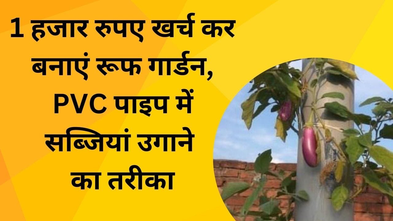 1 हजार रुपए खर्च कर बनाएं रूफ गार्डन, PVC पाइप में सब्जियां उगाने का सबसे आसान तरीका