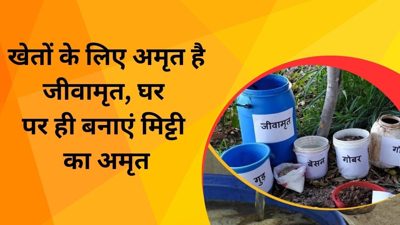 खेतों के लिए अमृत है जीवामृत, घर पर ही बनाएं मिट्टी का अमृत, जानिए जीवामृत बनाने का आसान तरीका