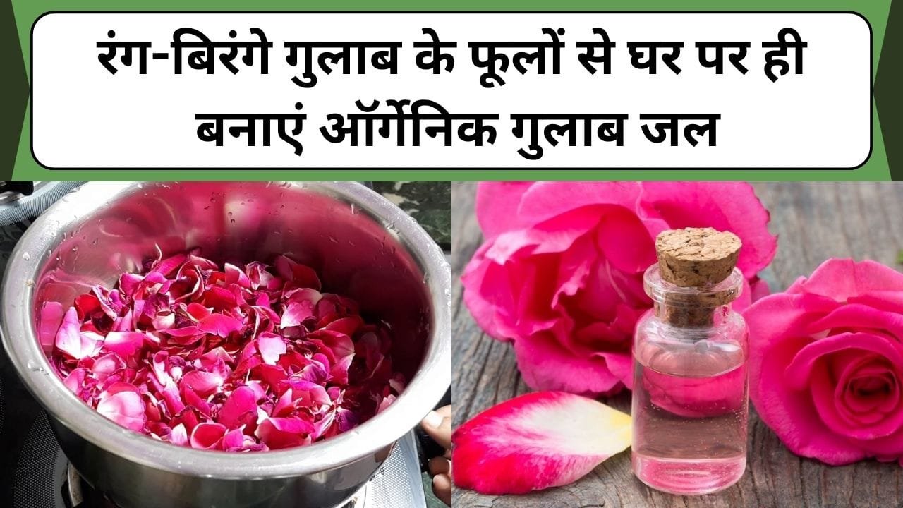 रंग-बिरंगे गुलाब के फूलों से घर पर ही बनाएं ऑर्गेनिक गुलाब जल, जानें गुलाब जल बनाने का बेहद आसान तरीका
