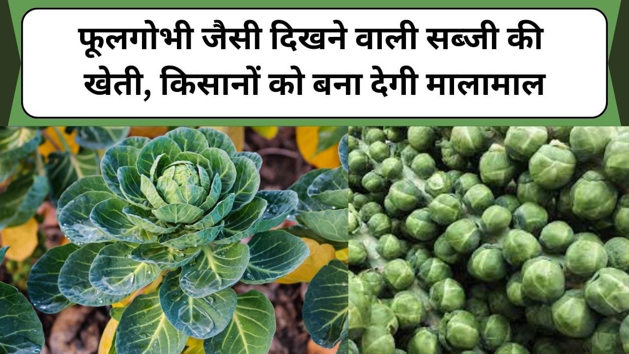 फूलगोभी जैसी दिखने वाली सब्जी की खेती, किसानों को बना देगी मालामाल, जानिए इस सब्जी की खेती कैसे करें