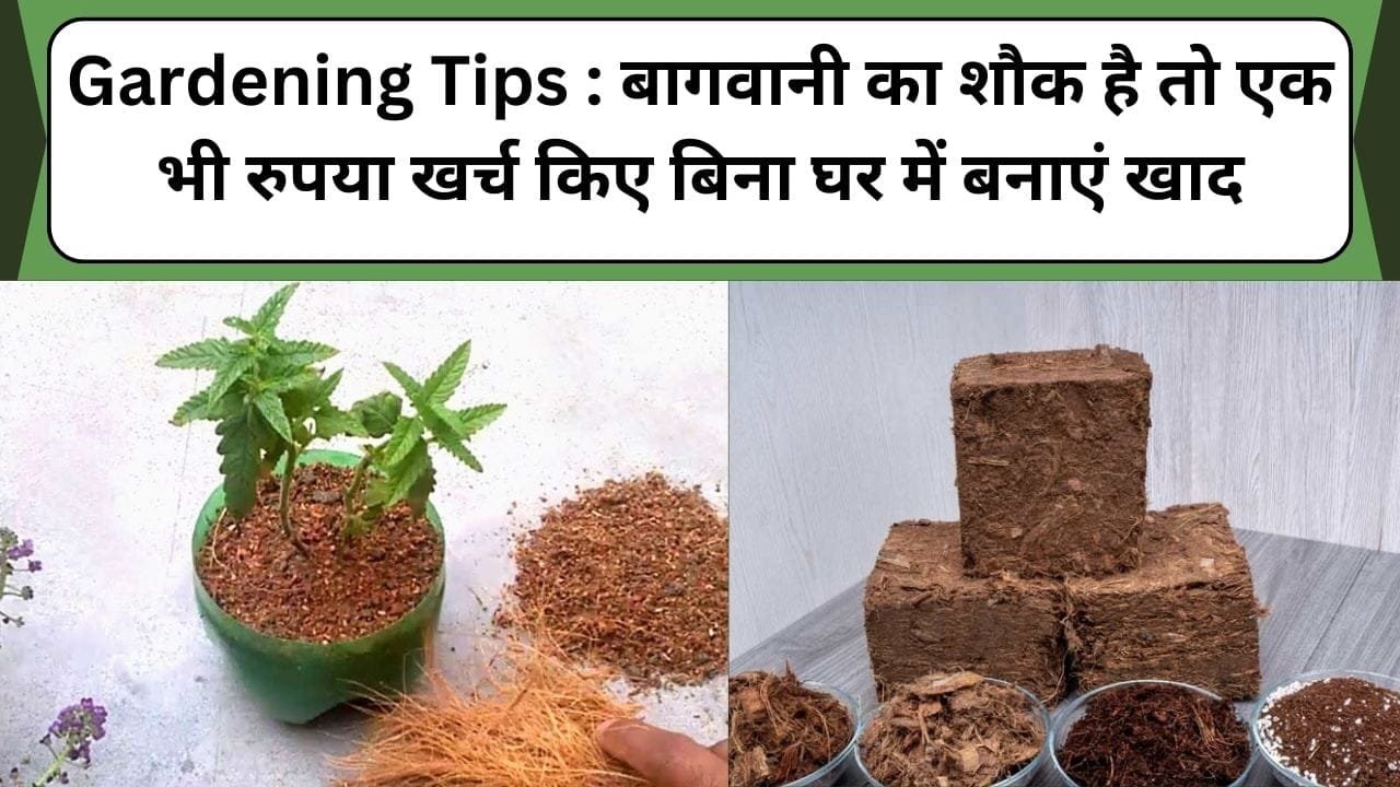 Gardening Tips : बागवानी का शौक है तो एक भी रुपया खर्च किए बिना घर में पड़े नारियल के छिलकों से बनाएं खाद