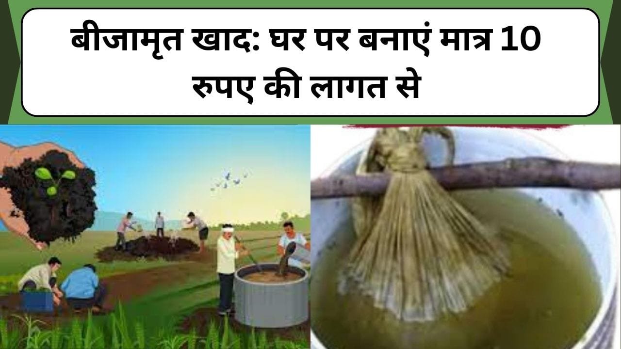 बीजामृत खाद: घर पर बनाएं मात्र 10 रुपए की लागत से, जानिए बीजामृत खाद बनाने की विधि