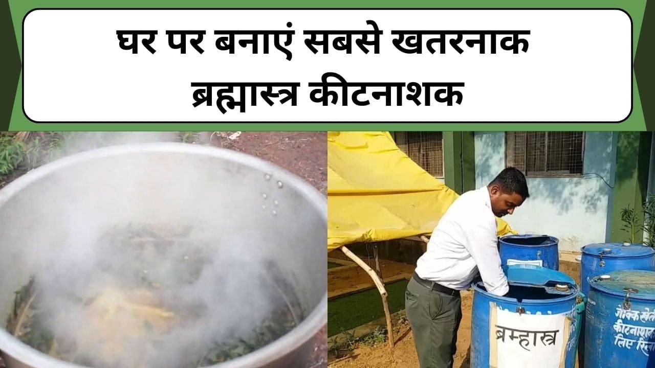 घर पर बनाएं सबसे खतरनाक ब्रह्मास्त्र कीटनाशक, महंगे कीटनाशकों से भी कई गुना ज्यादा ताकतवर, जानिए ब्रह्मास्त्र कीटनाशक बनाने की विधि