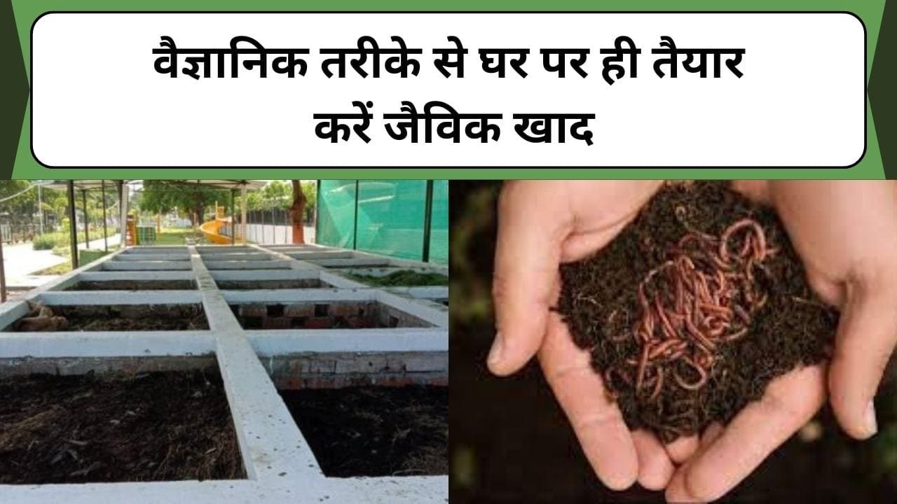 वैज्ञानिक तरीके से घर पर ही तैयार करें जैविक खाद, बिना किसी खर्च के 75-80 दिन में तैयार, जानिए जैविक खाद बनाने का वैज्ञानिक तरीका
