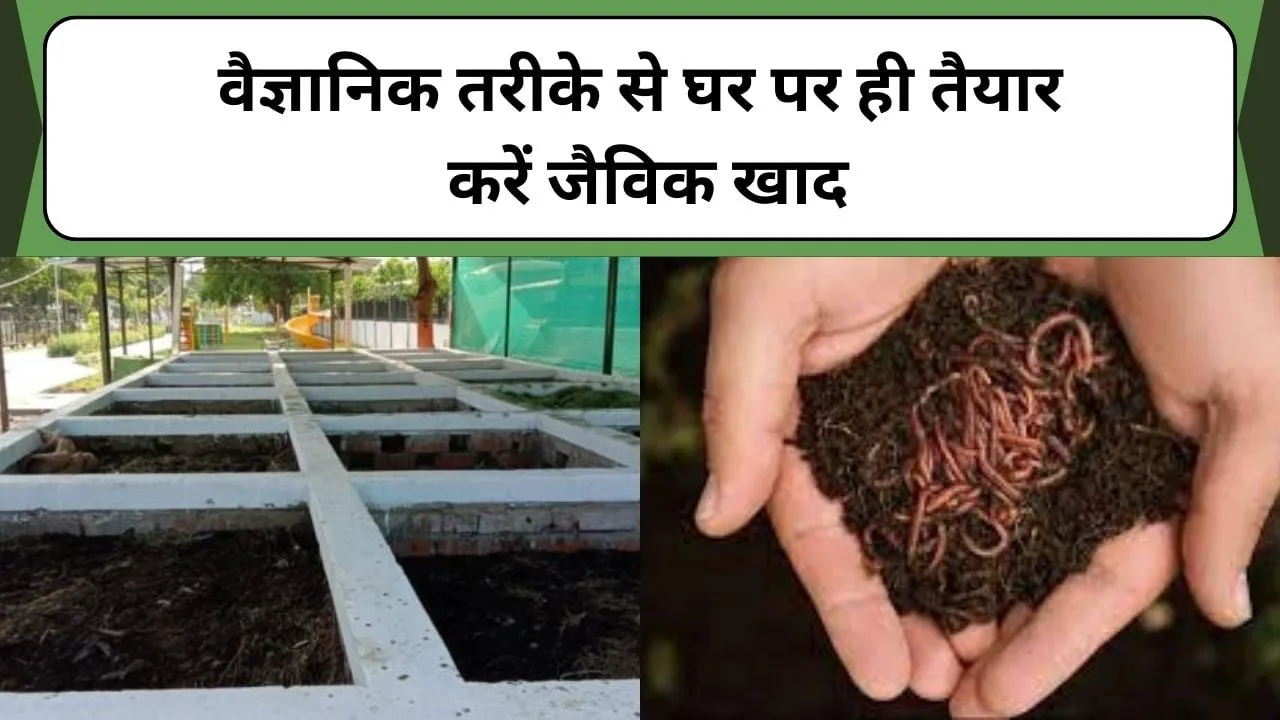 किचन वेस्ट से जैविक खाद बनाएं और फसल की पैदावार बढ़ाएं!! घर पर तैयार करें असरदार ऑर्गेनिक खाद