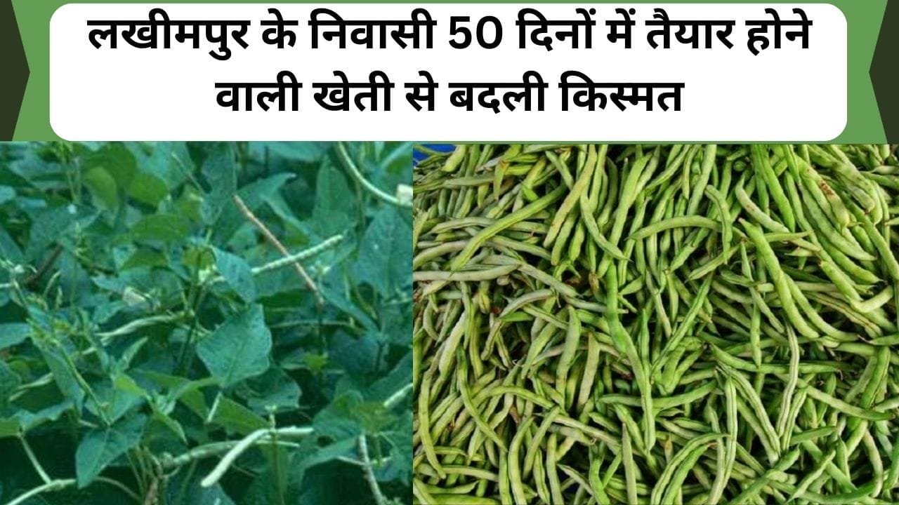 50 दिनों में तैयार होने वाली खेती से लखीमपुर के निवासी की बदली किस्मत, हरी सब्जी से ज्यादा मुनाफा,