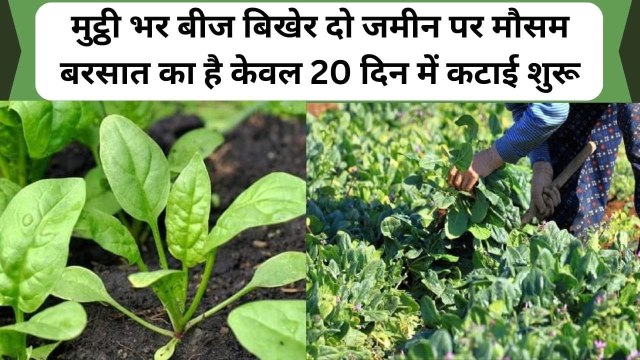 मुट्ठी भर बीज बिखेर दो जमीन पर 20 दिन में हो जाएंगी कटाई शुरू, ATM की तरह खचा-खच आएगा पैसा, आइये जानते है इस हरे पत्ती की खेती कैसे करे