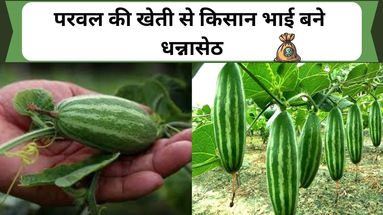 परवल की खेती से किसान भाई बने धन्नासेठ, कम खर्च में लाखो का मुनाफा, जानिए इस खेती के बारे में विस्तार से