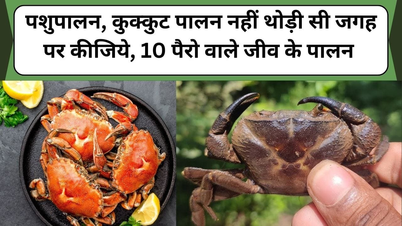 केकड़ा की कीमत