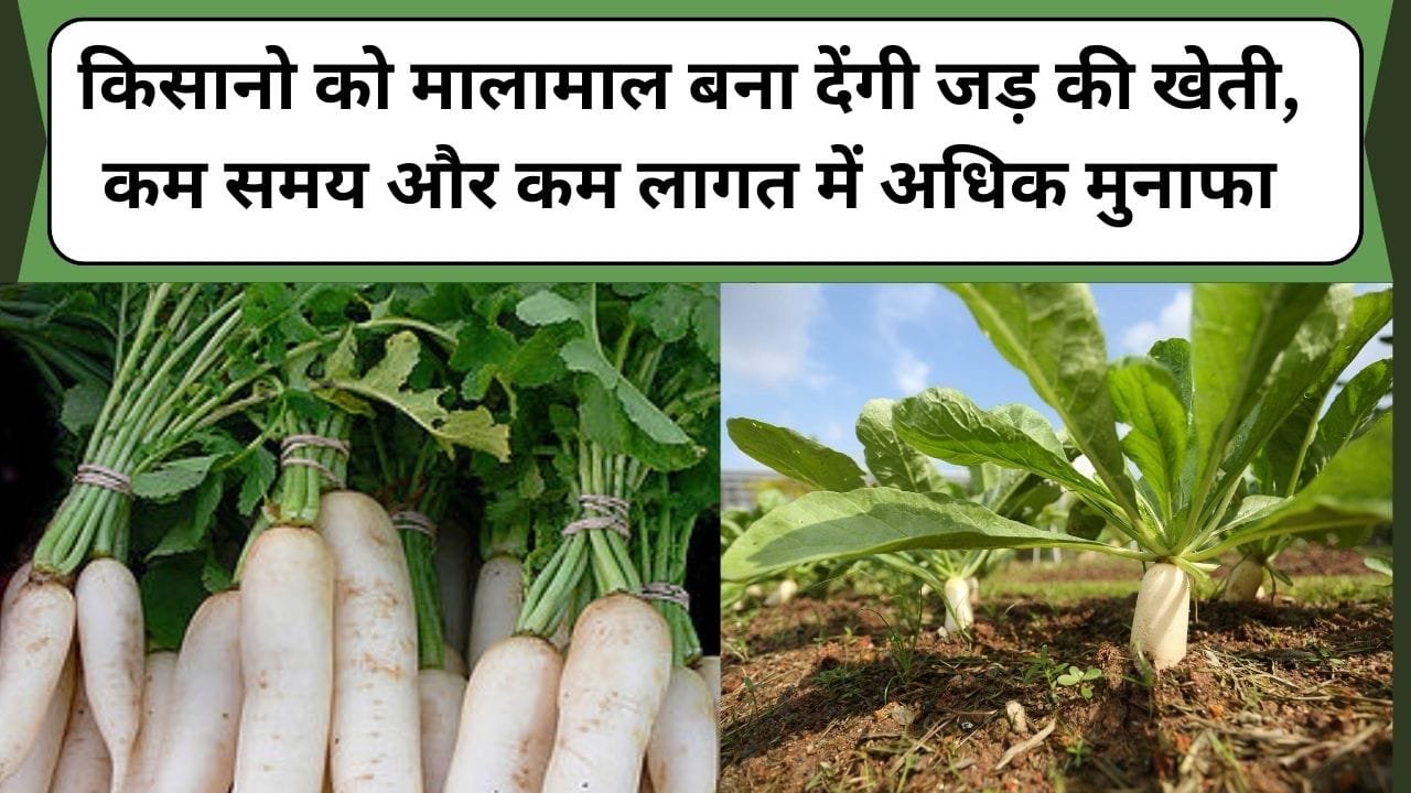 धान में पीलापन फंगस और कीट की समस्या को खत्म करेगा घर का घोल, घर में बनाने का यह है सरल तरीका