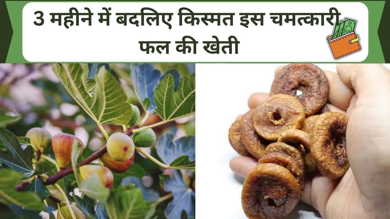 3 महीने में बदलिए किस्मत इस चमत्कारी फल की खेती, कम से कम करोडो रुपये का होगा मुनाफा, जानिए बढ़ती आमदनी का राज