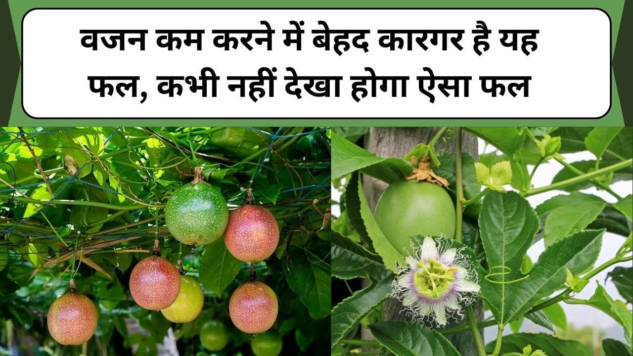 यह भी पढ़े ये दाल शरीर को बनाएगी बलवान, डाइट में शामिल करने से सेहत में दिखेंगे गजब के चौंका देने वाले फायदे, जाने इस दाल का नाम और काम