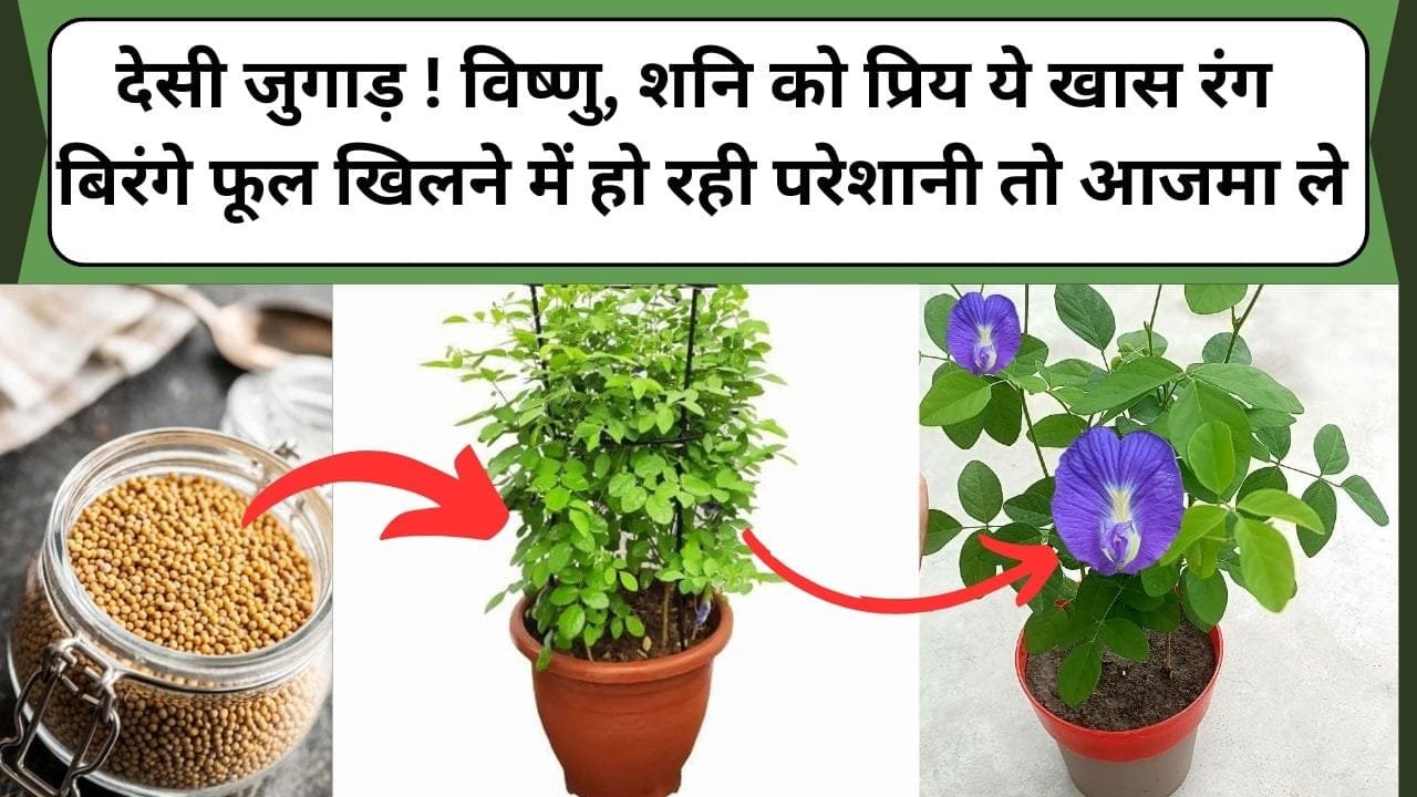 देसी जुगाड़ ! विष्णु, शनि को प्रिय ये खास रंग बिरंगे फूल खिलने में हो रही परेशानी तो आजमा ले, ये ट्रिक खिलखिला उठेगा पौधा, फूलों के आगे कुछ नजर नहीं आएगा, video में देखें
