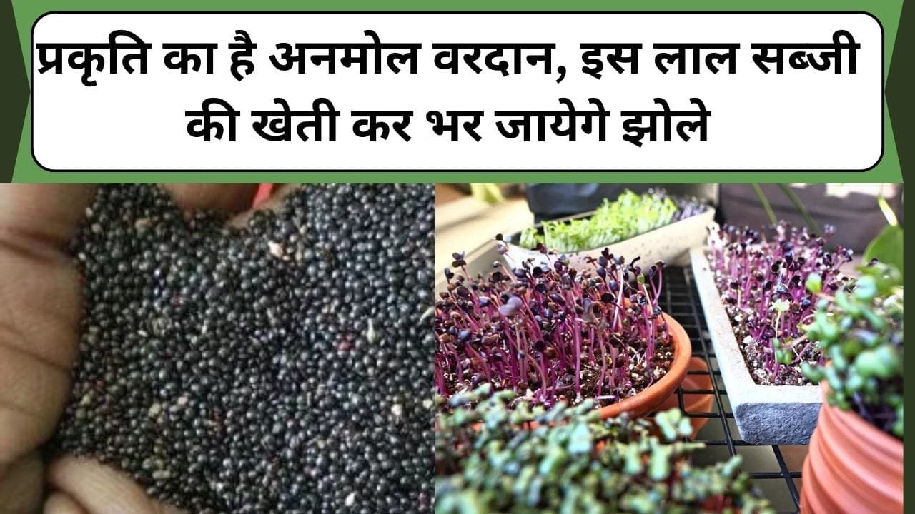 प्रकृति का है अनमोल वरदान, इस लाल सब्जी की खेती कर भर जायेगे झोले, तैयार होती है 20 -25 दिन में,जान लीजिये कौनसी है खास किस्म की खेती