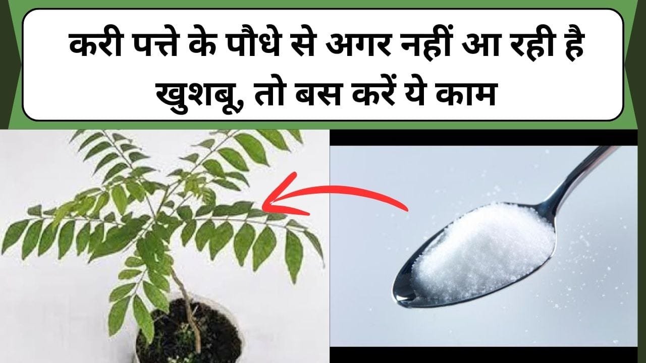करी पत्ते के पौधे से अगर नहीं आ रही है खुशबू, तो बस करें ये काम, खिल उठेगा आपका पौधा, माली की बताई इस जादुई ट्रिक को डालते ही पौधा हो जाएगा हरा-भरा!