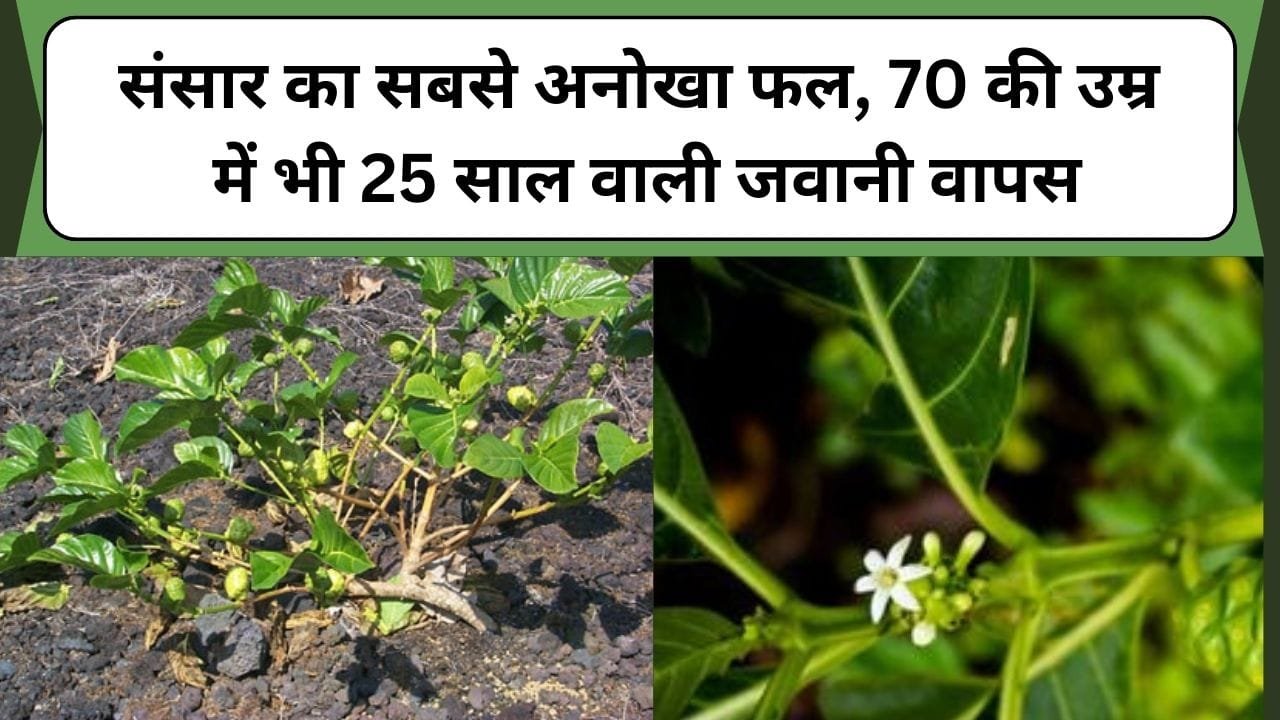 संसार का सबसे अनोखा फल, 70 की उम्र में भी 25 साल वाली जवानी वापस, कर देगा जड़ से बीमारियों का नाश शरीर बना देगा सीमेंट जैसा कड़क, जाने इस फल का नाम