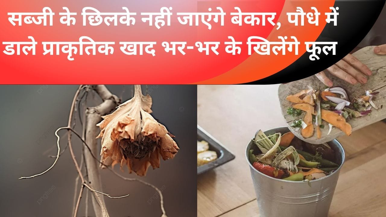 सब्जी के छिलके नहीं जाएंगे बेकार, पौधे में डाले प्राकृतिक खाद भर-भर के खिलेंगे फूल, फ्री का स्प्रे पौधों में डाले घर के कोने- कोने को महकाए