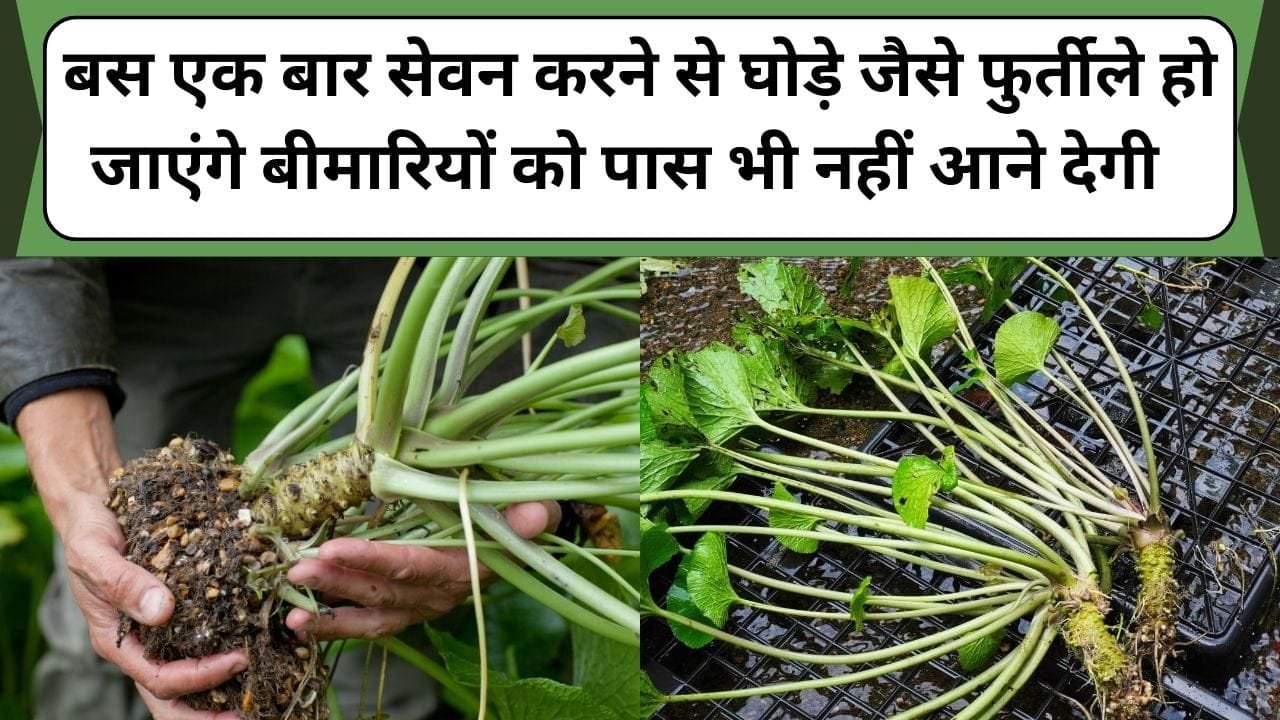 बस एक बार सेवन करने से घोड़े जैसे फुर्तीले हो जाएंगे, सैकड़ों बीमारियों को आस-पास भी नहीं आने देगी , जानिए इस सब्जी का नाम और फायदे