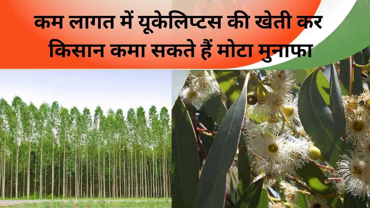 5 साल में 60 लाख रुपए देने वाला यह पेड़ दिला देगा गरीबी से मुक्ति, बंजर जमीन हो या पानी की कमी हर जगह जादू बिखेर रहा है ये पेड़