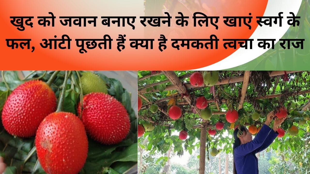 खुद को जवान बनाए रखने के लिए खाएं स्वर्ग के फल, आंटी पूछती हैं क्या है दमकती त्वचा का राज, जानें रंग बदलने वाले फल के फायदे