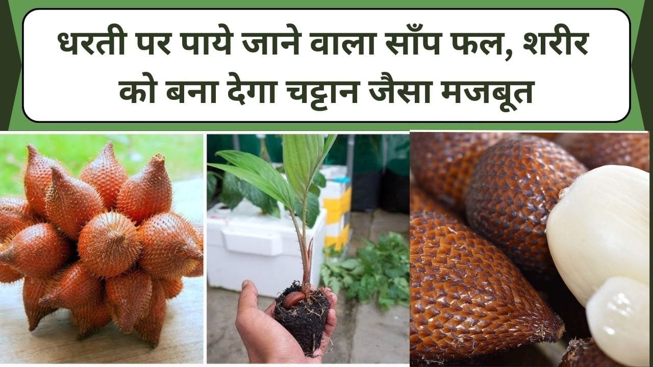 धरती पर पाये जाने वाला साँप फल, शरीर को बना देगा चट्टान जैसा मजबूत, चुटकियों में दूर करे रोग, जानिए इस फल के अनगिनत फायदे