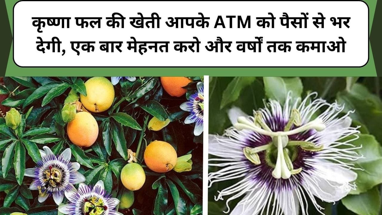कृष्णा फल की खेती आपके ATM को पैसों से भर देगी, एक बार मेहनत करो और वर्षों तक कमाओ, जानिए इस फल की खेती के बारे में