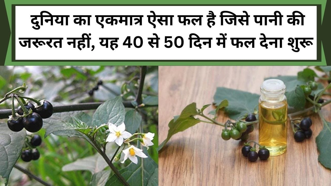 दुनिया का एकमात्र ऐसा फल है जिसे पानी की ज़रूरत नहीं, यह 40 से 50 दिन में फल देना शुरू कर देगा, जानिए इस फल की खेती और फायदों के बारे में