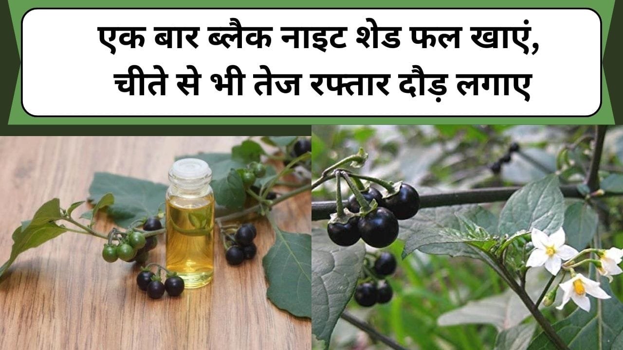एक बार ब्लैक नाइट शेड फल खाएं, चीते से भी तेज रफ्तार दौड़ लगाए, जानें इस फल के फायदे