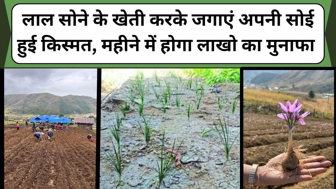 लाल सोने के खेती करके जगाएं अपनी सोई हुई किस्मत, महीने में होगा लाखो का मुनाफा खेती कर खचाखच गिनेगे नोट, जानिए इस लाल सोने की खेती के बारे में