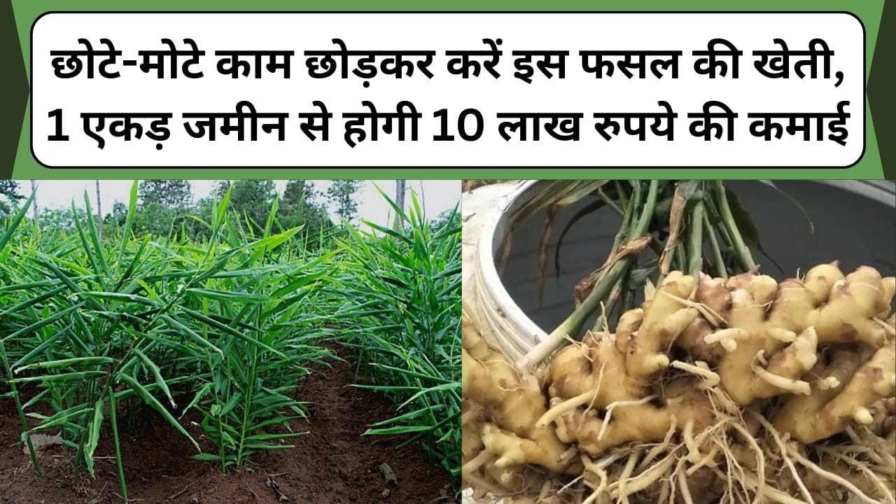 छोटे-मोटे काम छोड़कर करें इस फसल की खेती, 1 एकड़ जमीन से होगी 10 लाख रुपये की कमाई, जानिए इस गांठ वाली फसल के बारे में