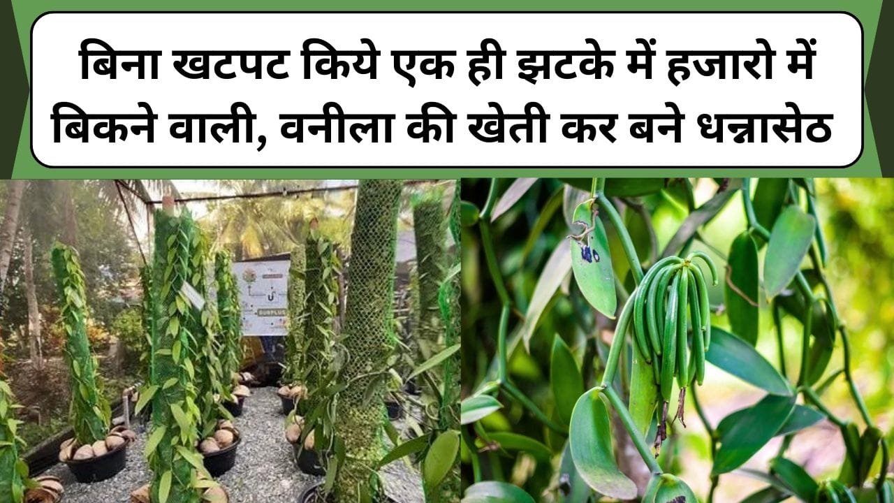 बिना खटपट किये एक ही झटके में हजारो में बिकने वाली, वनीला की खेती कर बने धन्नासेठ, जानिए वनीला की खेती के बारे में