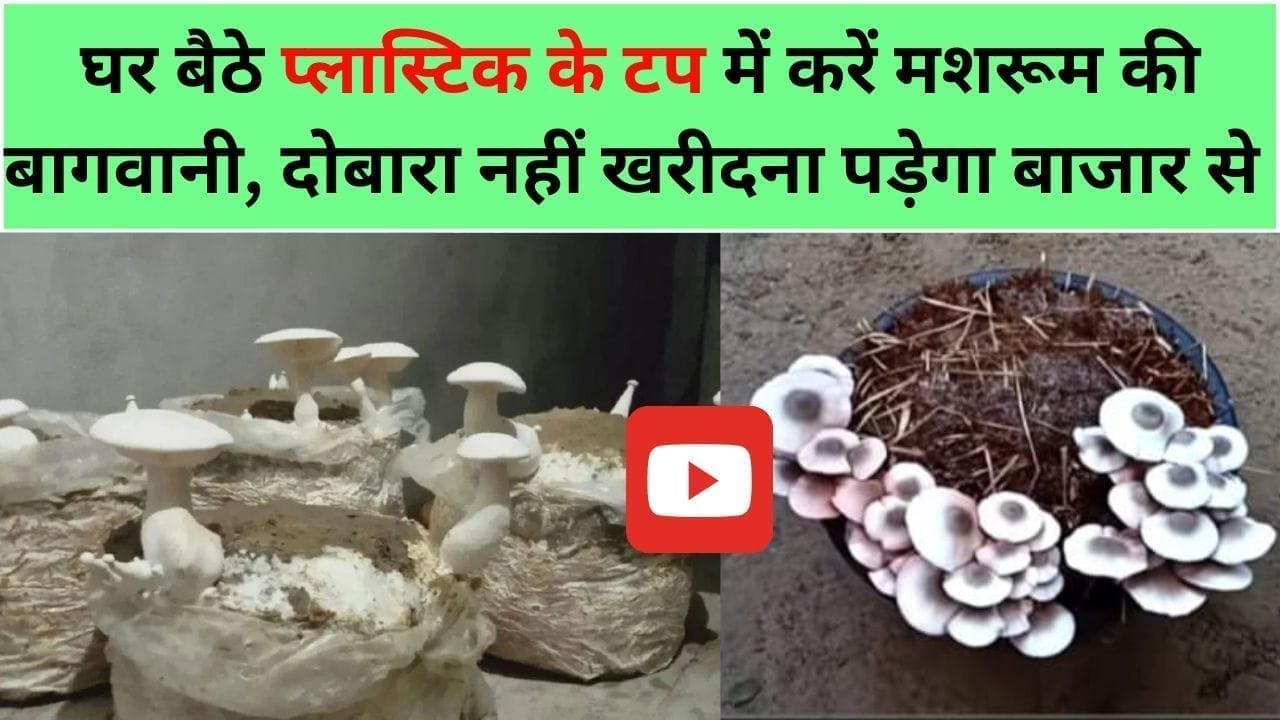 नहीं खरीदना पड़ेगा बाजार से मशरूम