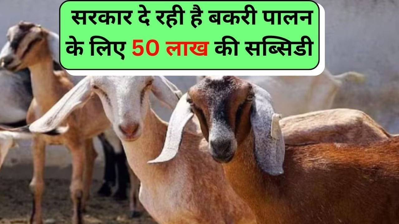 पशुपालकों की चमकी किस्मत सरकार दे रही है बकरी पालन के लिए 50 लाख की सब्सिडी, इस तरह से उठा सकते है लाभ