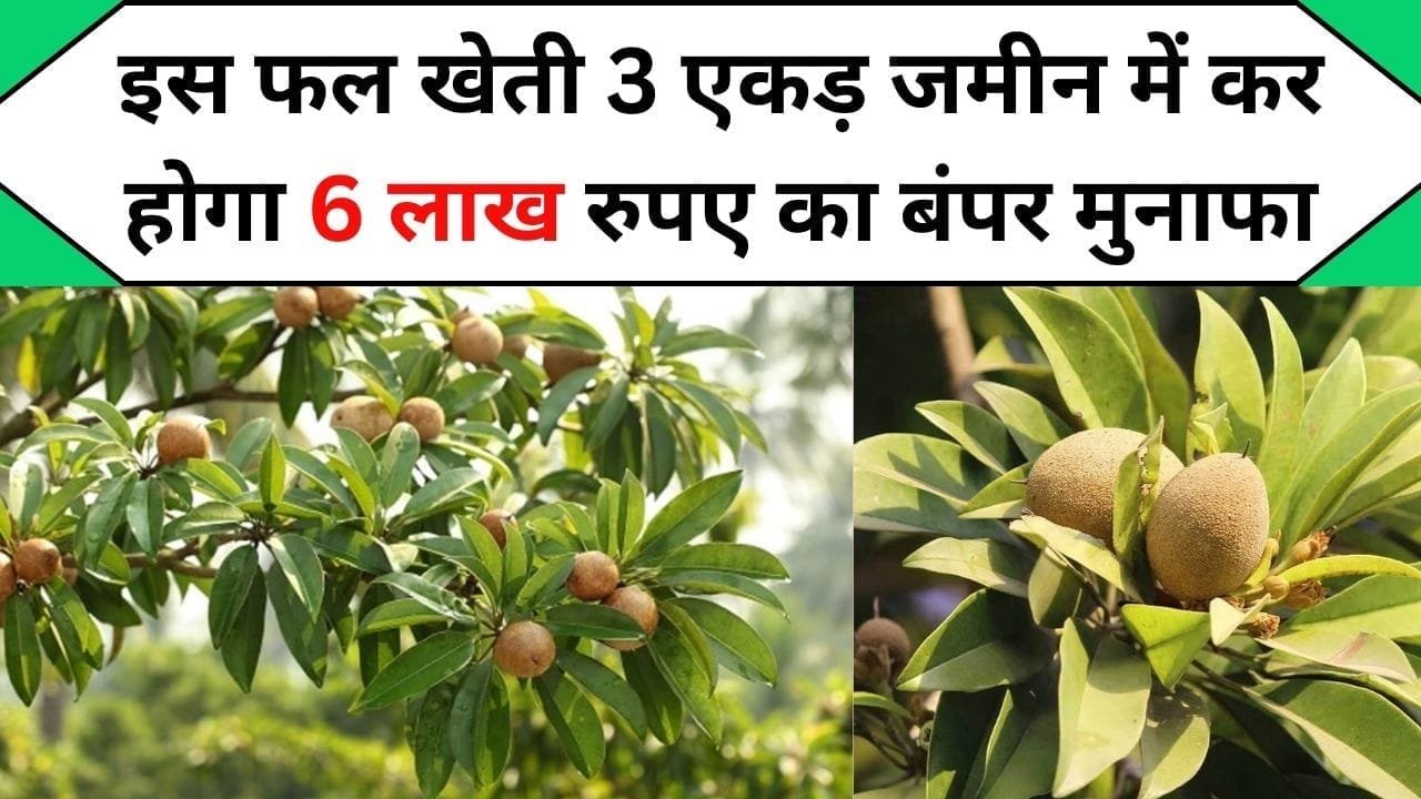 इस फल खेती 3 एकड़ जमीन में कर होगा 6 लाख रुपए का बंपर मुनाफा