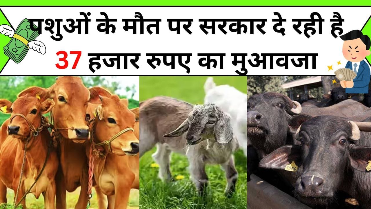 पशुओं के मौत पर सरकार दे रही है 37 हजार रुपए का मुआवजा