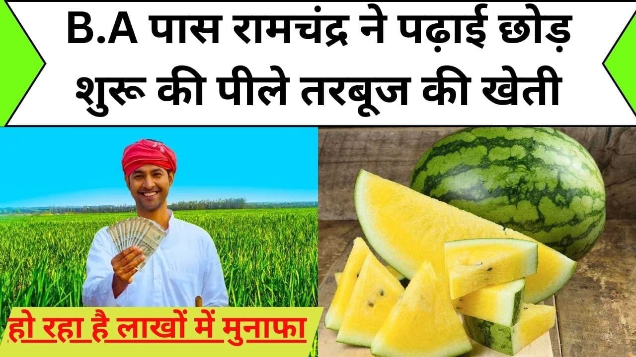 B.A पास रामचंद्र ने पढ़ाई छोड़ शुरू की पीले तरबूज की खेती, हो रहा है लाखों में मुनाफा