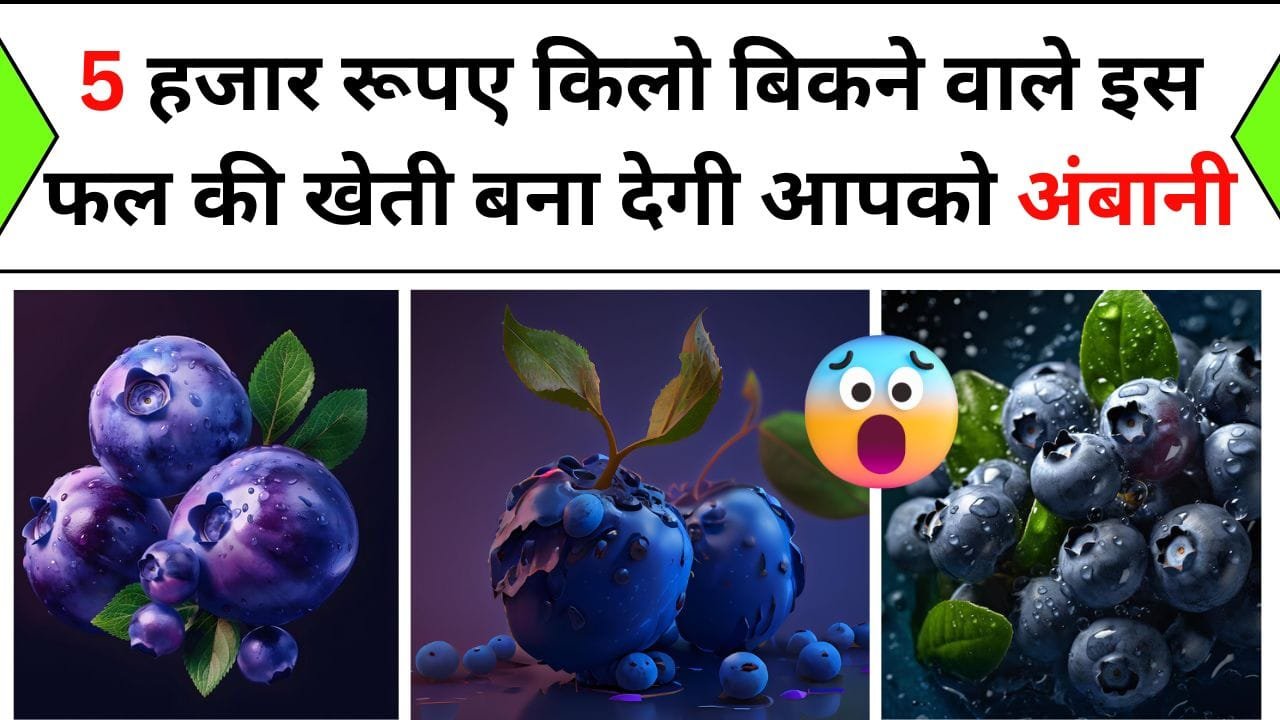 5 हजार रूपए किलो बिकने वाले इस फल की खेती बना देगी आपको अंबानी, फायदे जान हो जाएंगे हैरान, जानिए इस फल का नाम