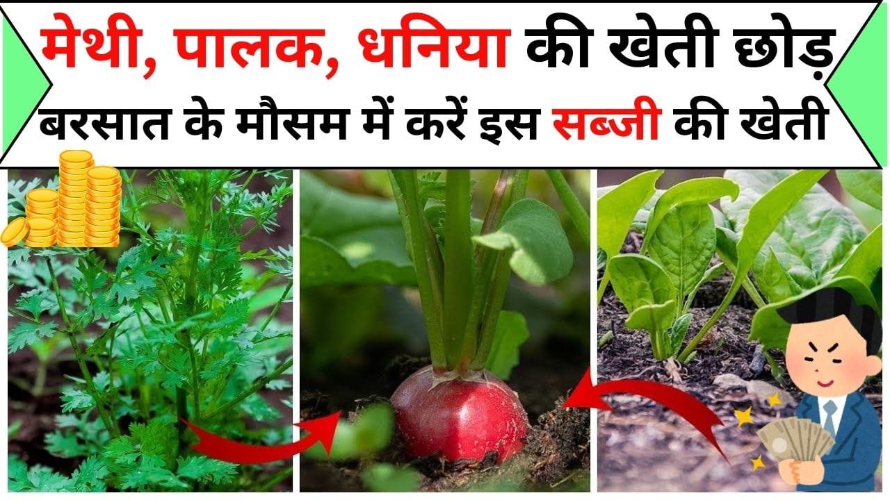 मेथी, पालक, धनिया की खेती छोड़ बरसात के मौसम में करें इस सब्जी की खेती होगी लबालब कमाई, जानिए इस सब्जी का नाम