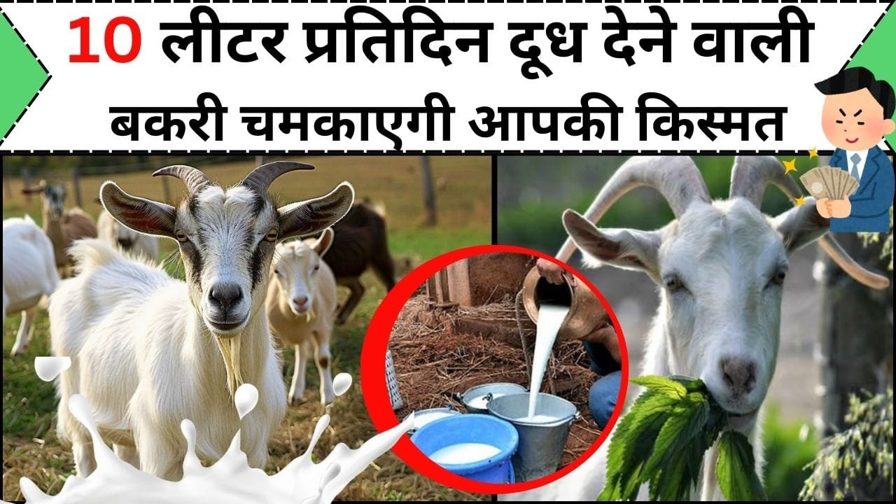 Goat Farming