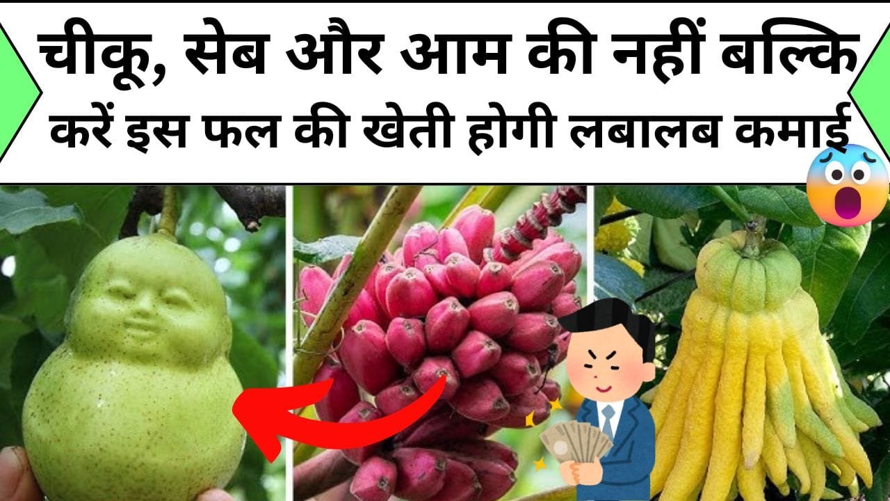 चीकू, सेब और आम की नहीं बल्कि करें इस फल की खेती होगी लबालब कमाई की भर जायेंगे बोरी और बोर