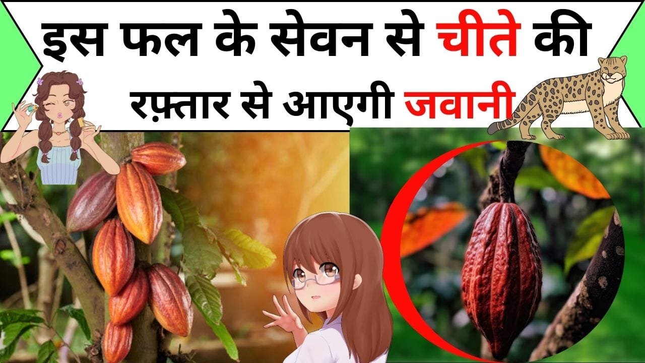 इस फल के सेवन से चीते की रफ़्तार से आएगी जवानी, दिमाग चलेगा कंप्यूटर से भी तेज, फायदे जान हो जायेंगे परेशान, जानिए इस फल का नाम