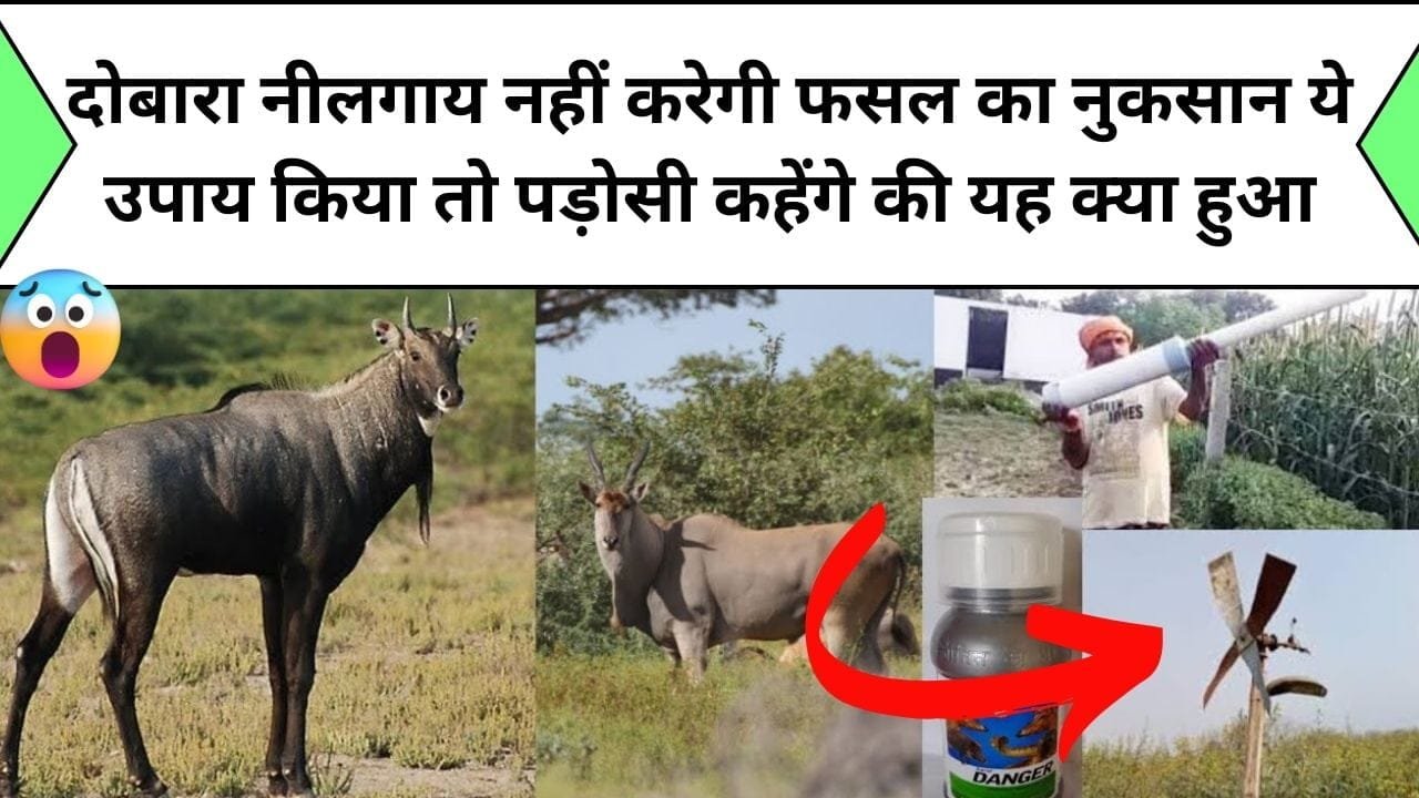 दोबारा नीलगाय नहीं करेगी फसल का नुकसान, एक बार यह उपाय किया तो पड़ोसी कहेंगे की यह क्या हुआ