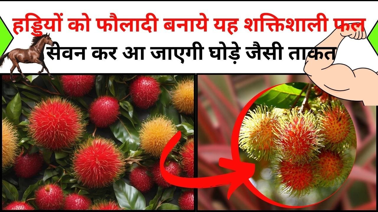 हड्डियों को फौलादी बनाये यह शक्तिशाली फल एक बार सेवन कर आ जाएगी घोड़े जैसी ताकत, कतरे-कतरे में भर देगा इम्युनिटी, आज से ही करे इस फल सेवन
