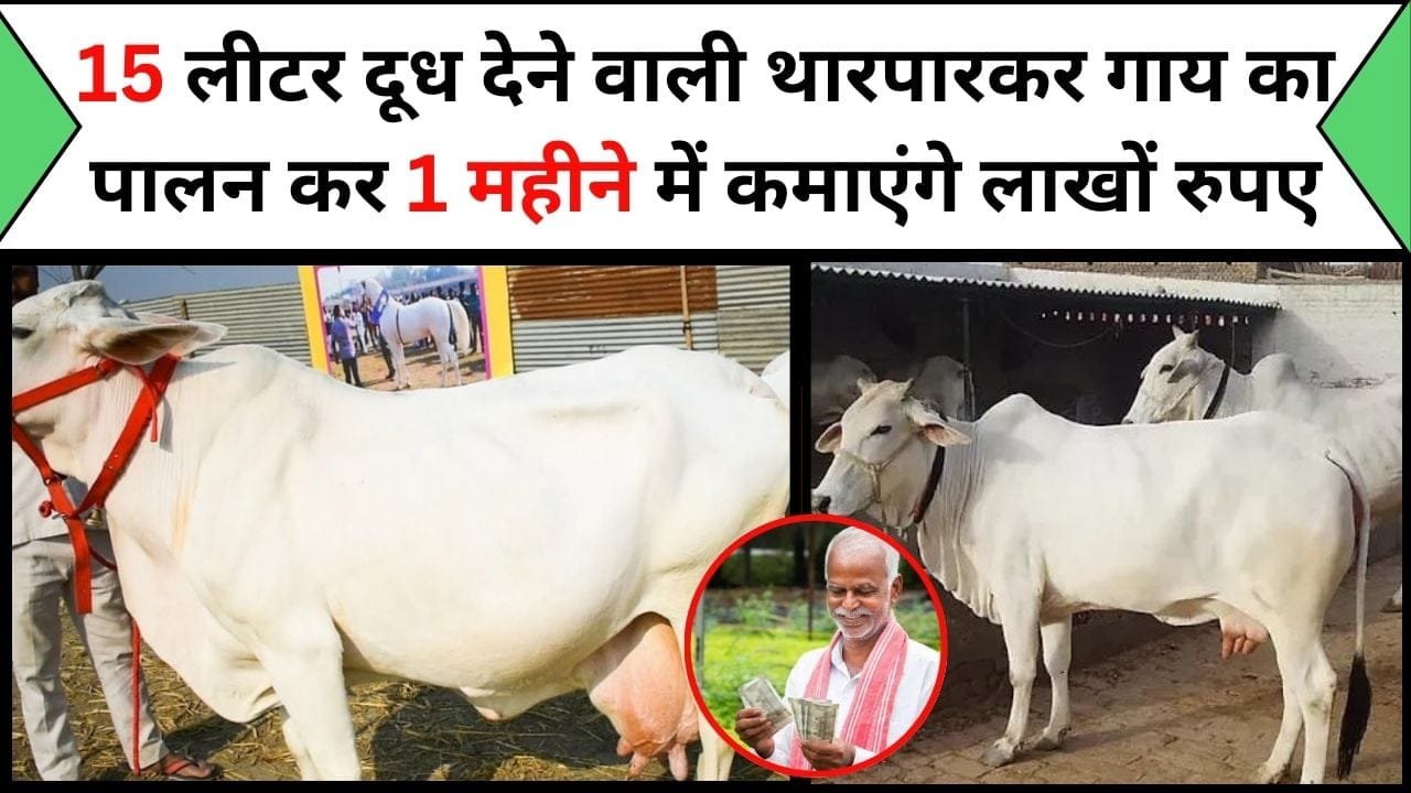 15 लीटर दूध देने वाली थारपारकर गाय का पालन कर होगी आपकी बल्ले-बल्ले, 1 महीने में कमाएंगे लाखों रुपए
