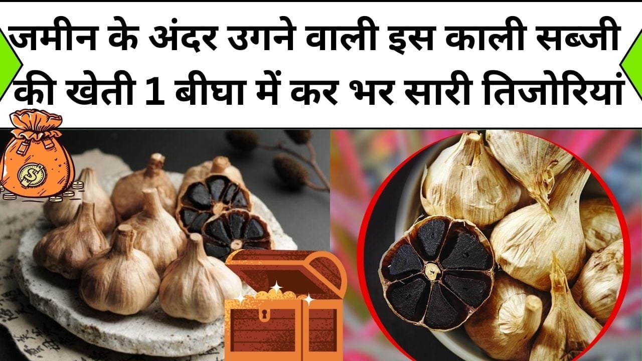 जमीन के अंदर उगने वाली इस काली सब्जी की खेती 1 बीघा में कर भर सारी तिजोरियां