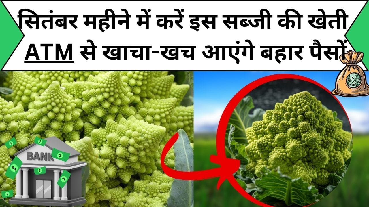सितंबर के महीने में करें इस सब्जी की खेती भर जाएगा ATM पैसों से खाचा-खच लबालब होगी कमाई