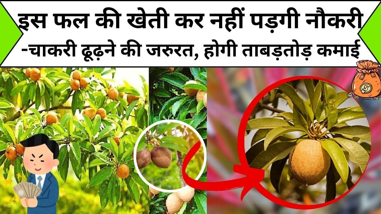 एक बार इस फल की खेती कर नहीं पड़गी आपको नौकरी- चाकरी ढूढ़ने की जरुरत, होगी खत्म ताबड़तोड़ कमाई