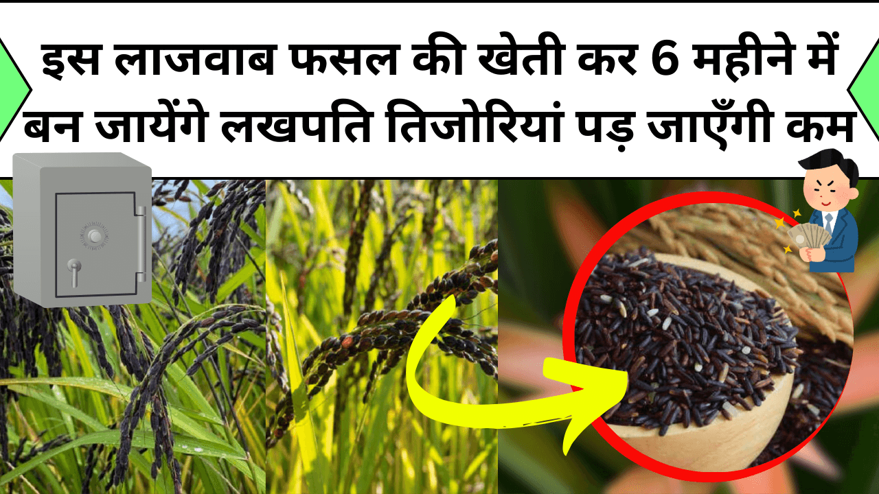 इस लाजवाब फसल की खेती कर 6 महीने में बन जायेंगे लखपति तिजोरियां भी पड़ जाएँगी कम