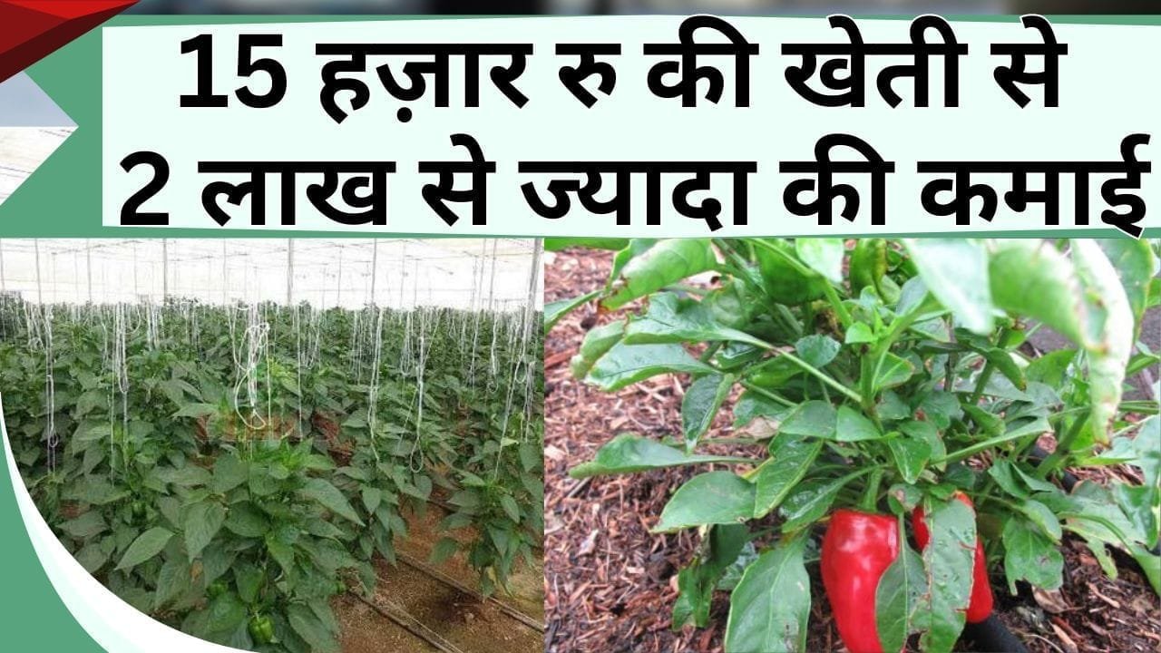 15 हज़ार रु की खेती से 2 लाख से ज्यादा की कमाई, किसान ने सब्जी की खेती से चमकाई किस्मत, जानिए कैसे